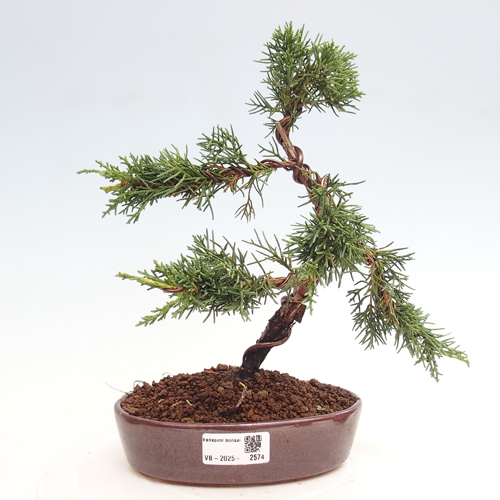 Outdoor bonsai - Juniperus chinensis Kishu - Chinese Juniper