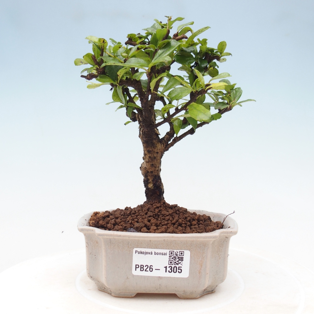Room bonsai - Carmona macrophylla - Tea fuki