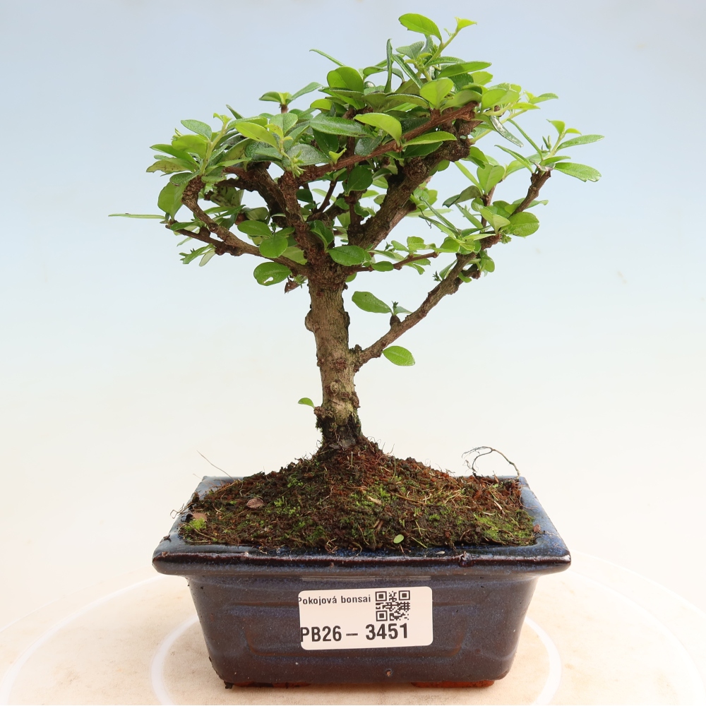 Room bonsai - Carmona macrophylla - Tea fuki