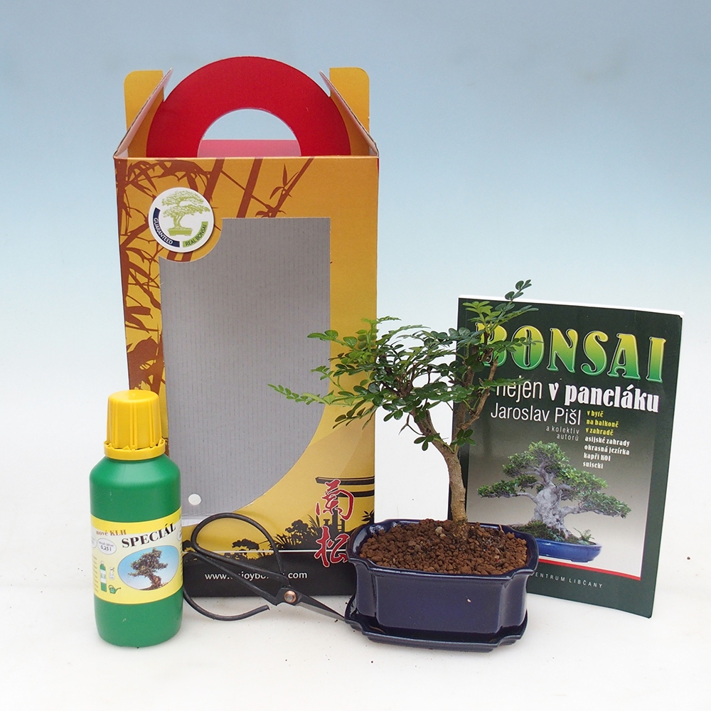 Room bonsai in gift box