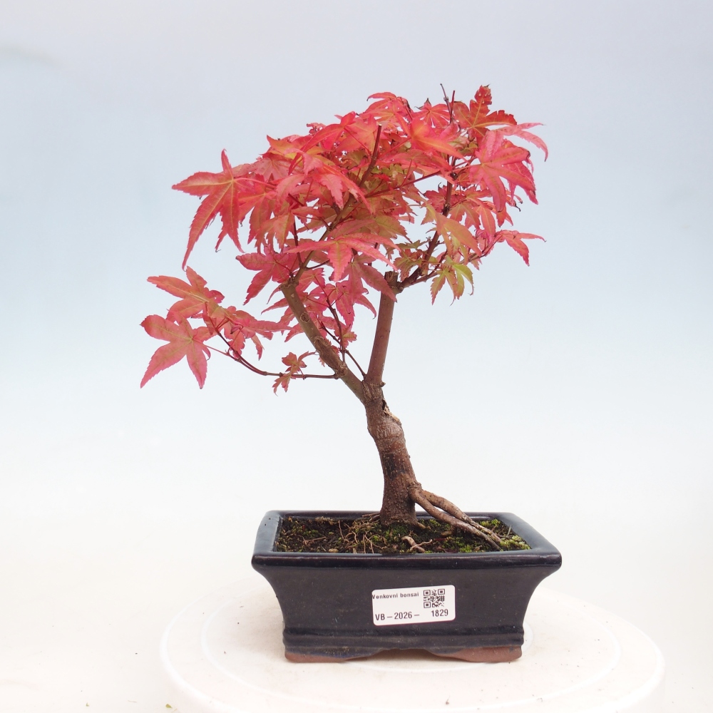 Outdoor bonsai - Acer palmatum DESHOJO