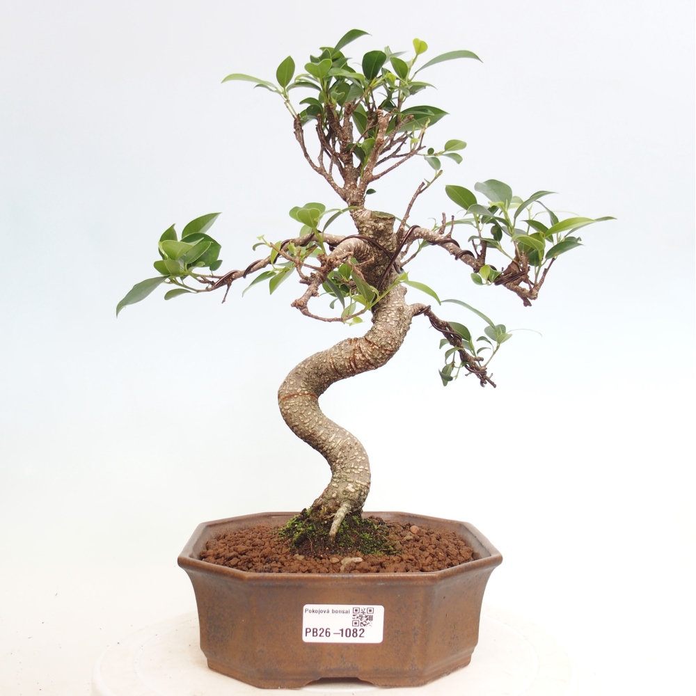 Room bonsai - Ficus retusa - small-leaved ficus
