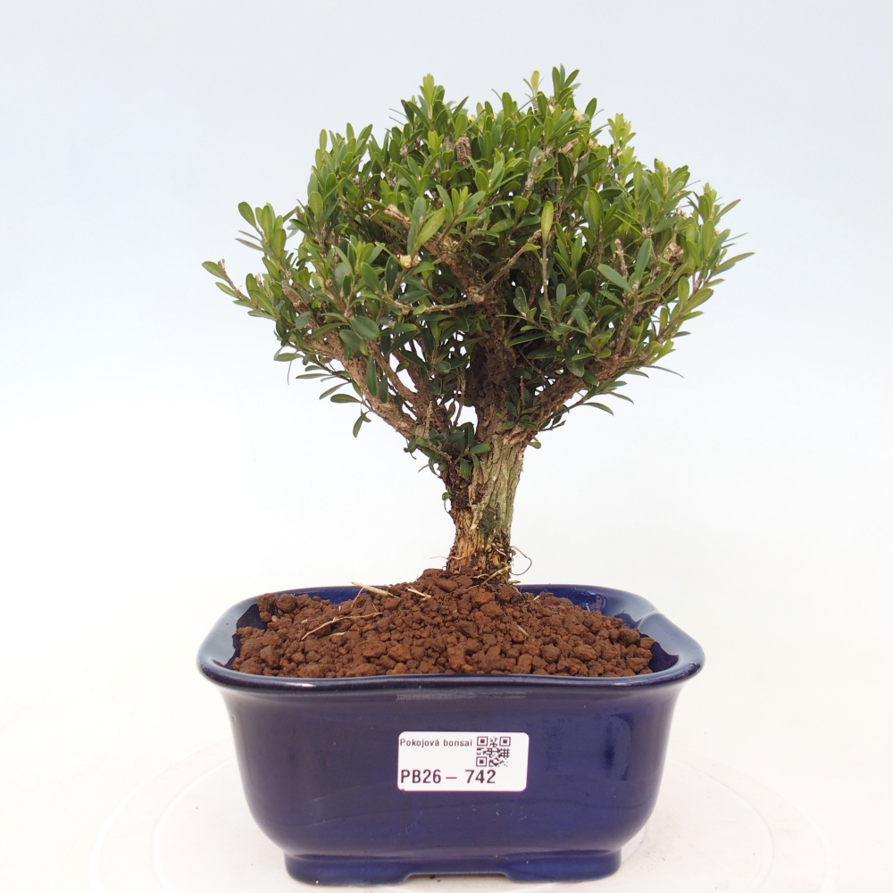 Room bonsai - Buxus harlandii - cork buxus