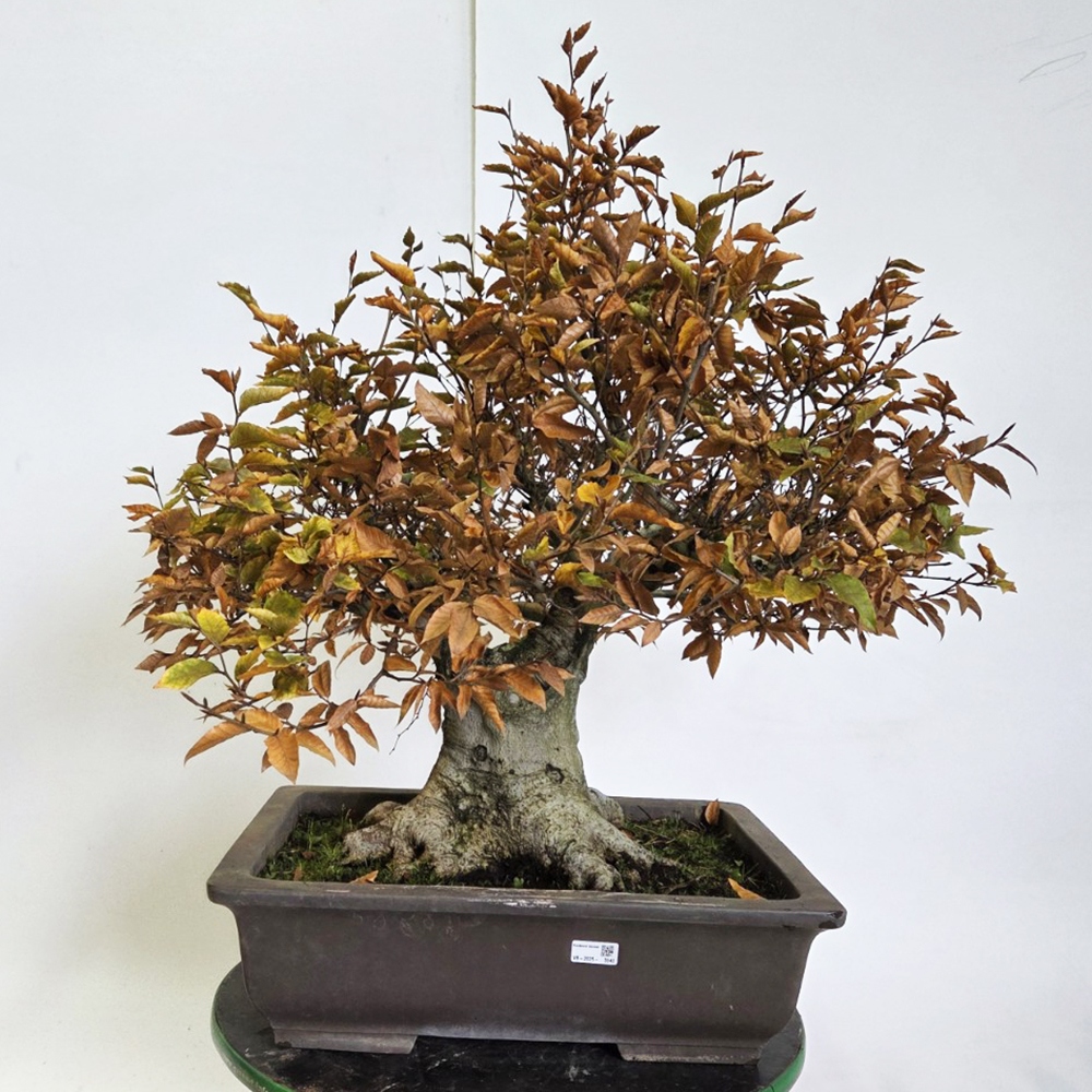 Outdoor bonsai -Fagus crenata