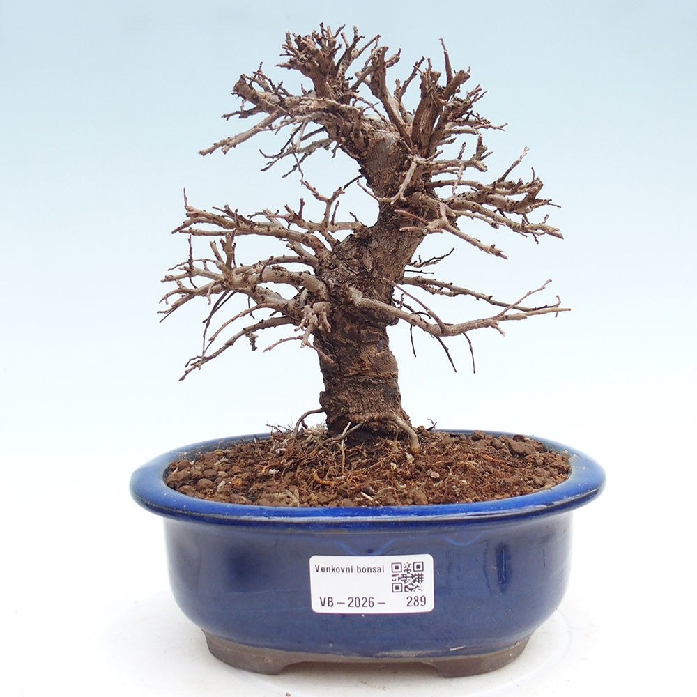 Outdoor bonsai - Zelkova - Zelkova NIRE