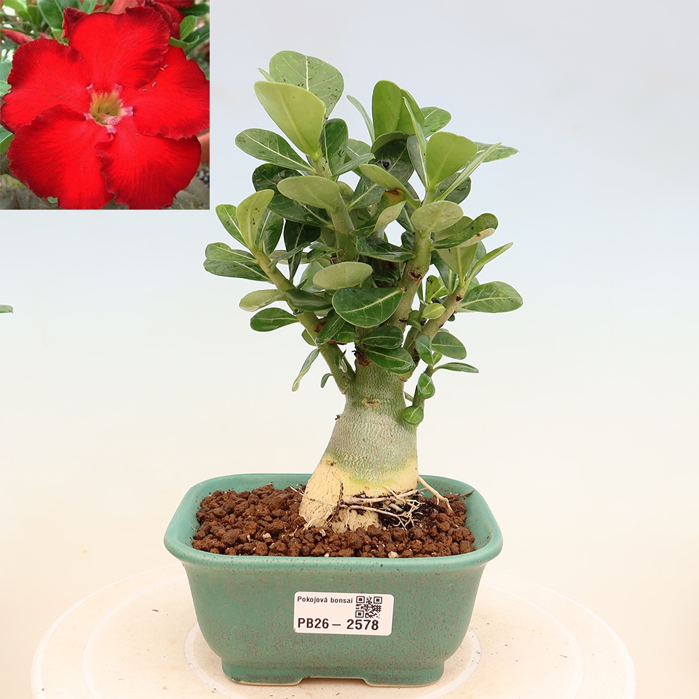 Indoor Bonsai - Adenium obesum Red Star - Desert Rose