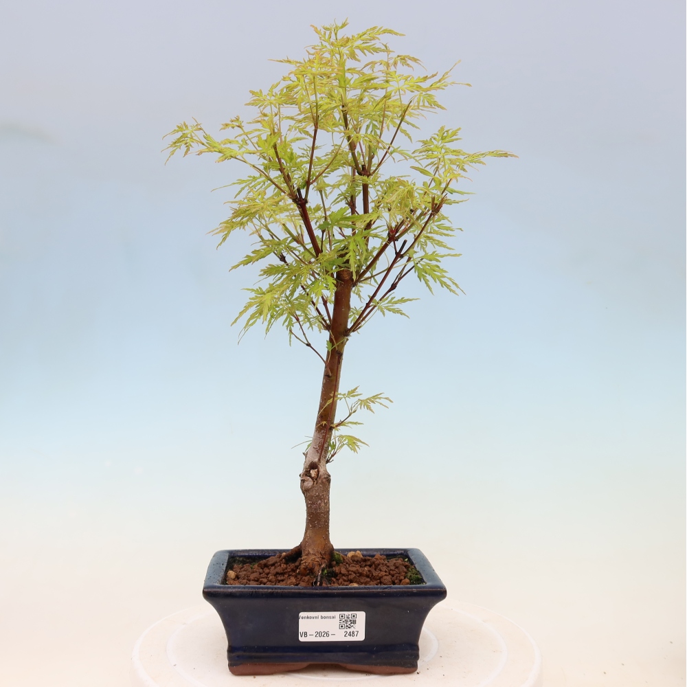 Outdoor Bonsai - Acer palmatum Dissectum - Japanese Maple 