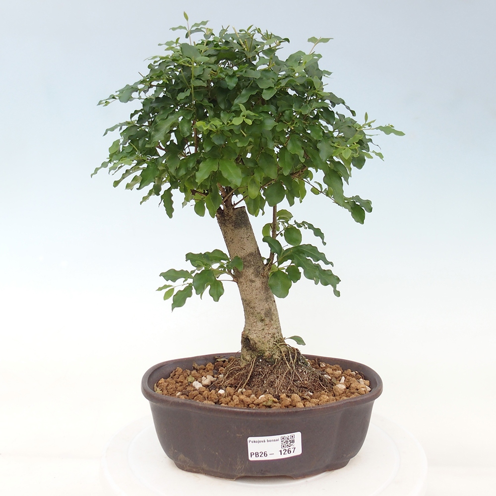 Room bonsai -Ligustrum chinensis - Birds Beak