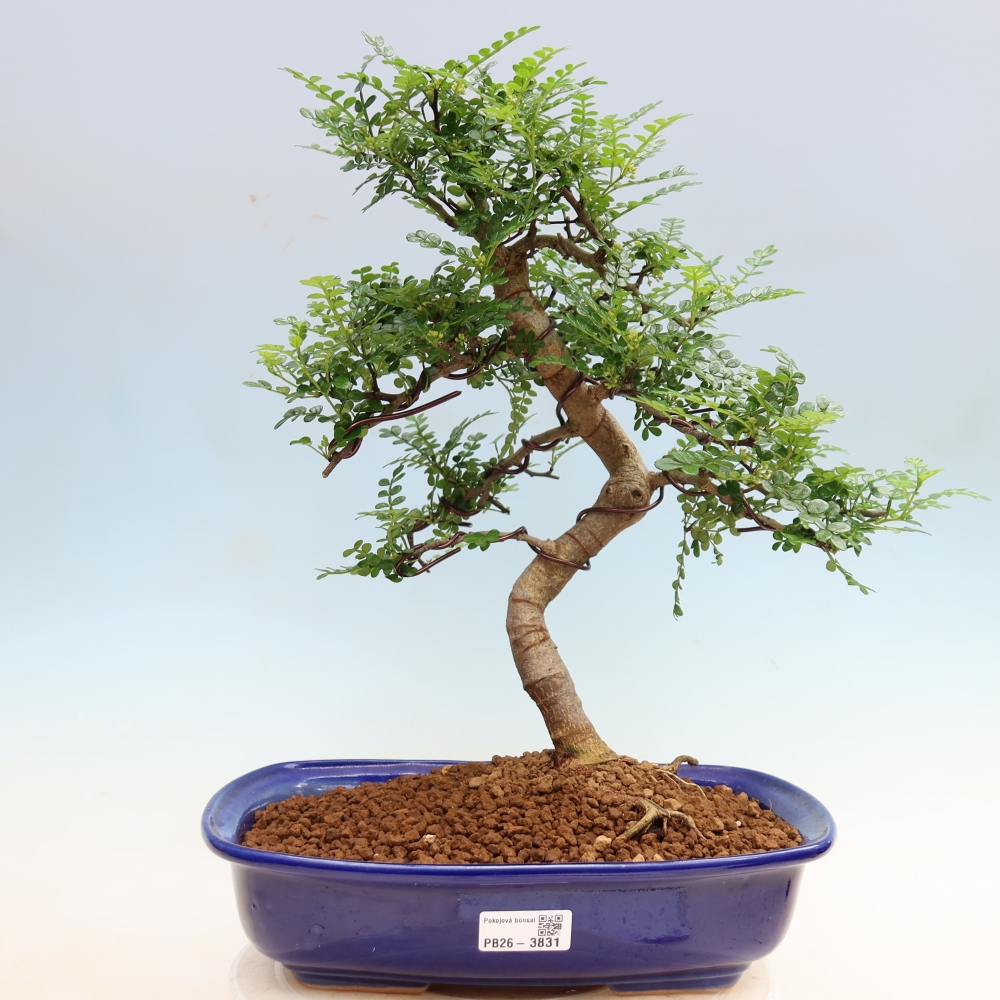 Room bonsai - Zantoxylum piperitum - pepper tree