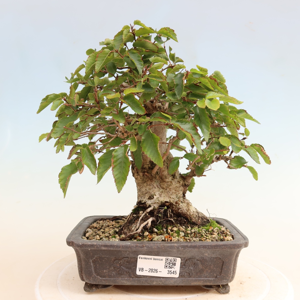 Outdoor bonsai -Carpinus CARPINOIDES - Korean Hornbeam