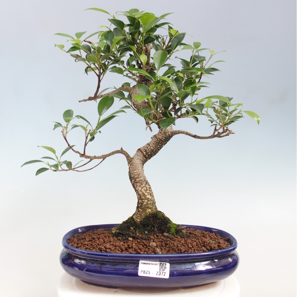Indoor bonsai - Ficus kimmen - small-leaved ficus