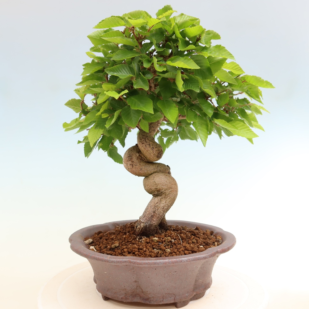 Outdoor bonsai -Carpinus coreana - Korean Hornbeam
