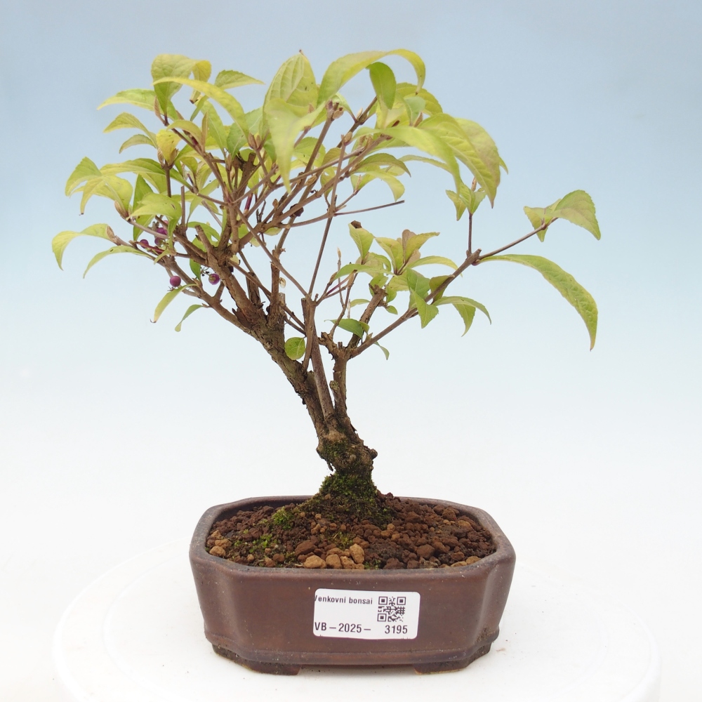 Outdoor bonsai - callicarpa jap Leucocarpa