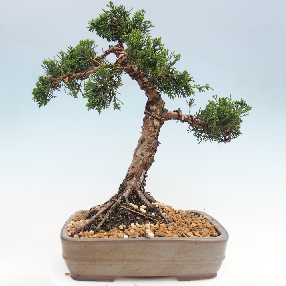 Outdoor bonsai - Juniperus chinensis Kishu