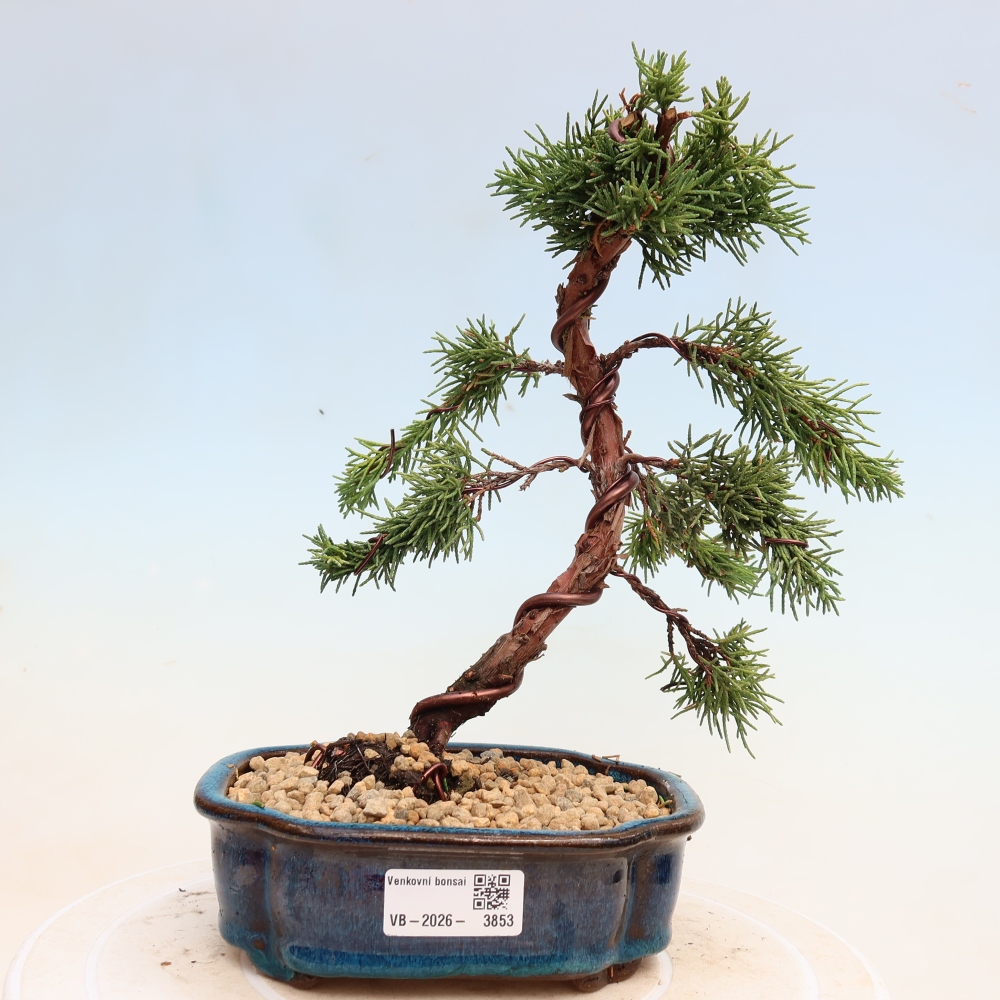 Outdoor bonsai - Juniperus chinensis Kishu