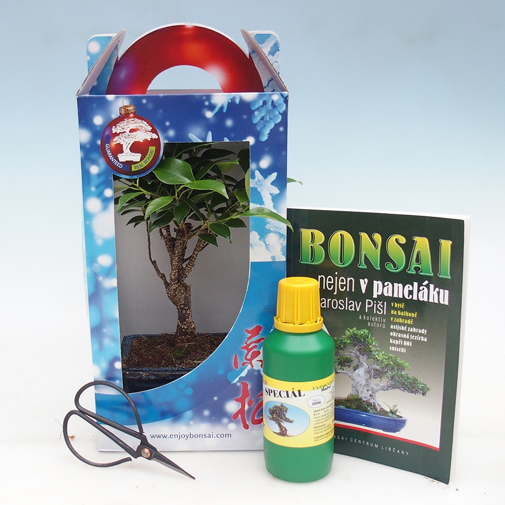 Room bonsai in gift box Ficus retusa - Small-leaved ficus