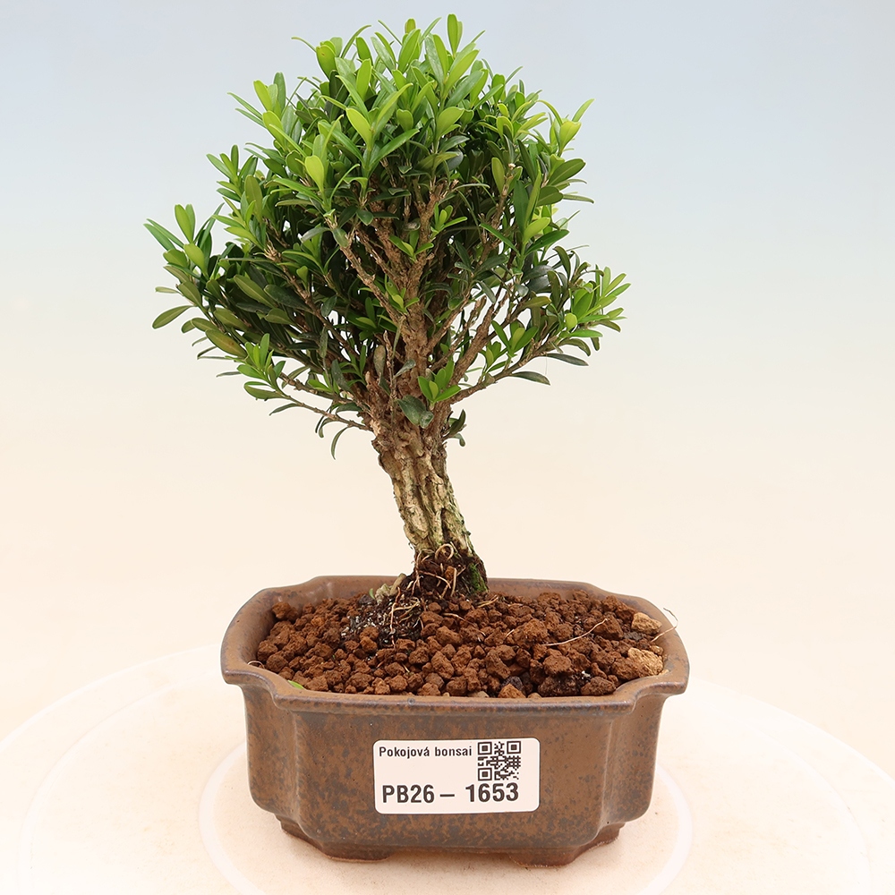 Room bonsai - Buxus harlandii - cork buxus