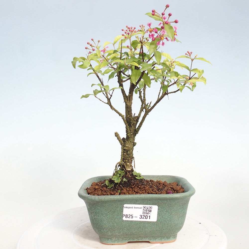 Room bonsai - Malpighia coccigera- Barbdorian cherry