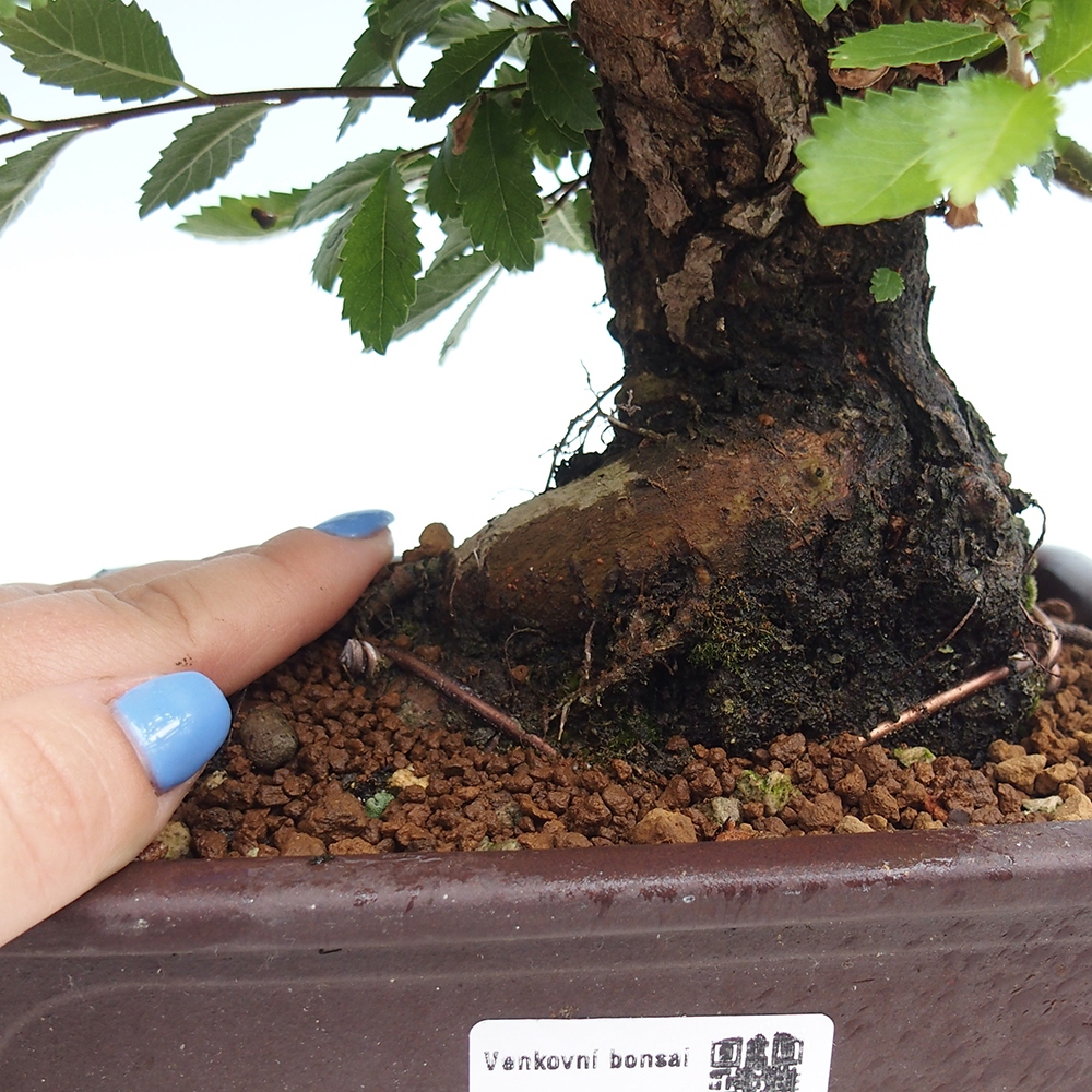 Outdoor bonsai - Zelkova - Zelkova NIRE