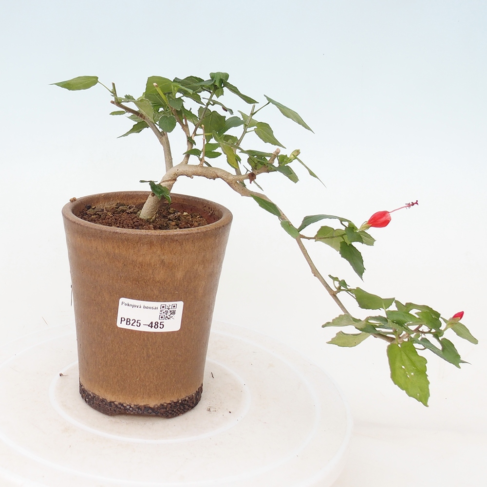 Indoor bonsai - Malvaviscus arboreus - woody hibiscus