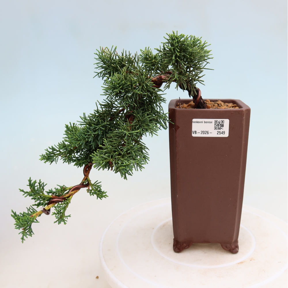 Outdoor bonsai - Juniperus chinensis Kishu