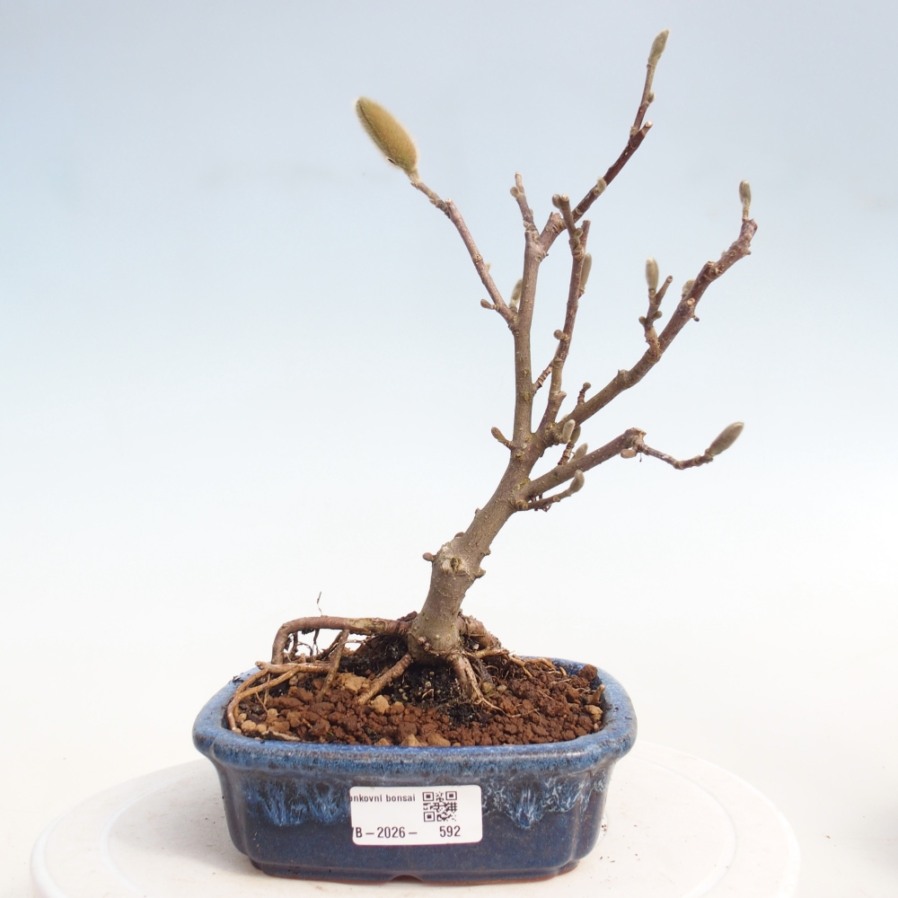 Outdoor bonsai - Magnolia stellata
