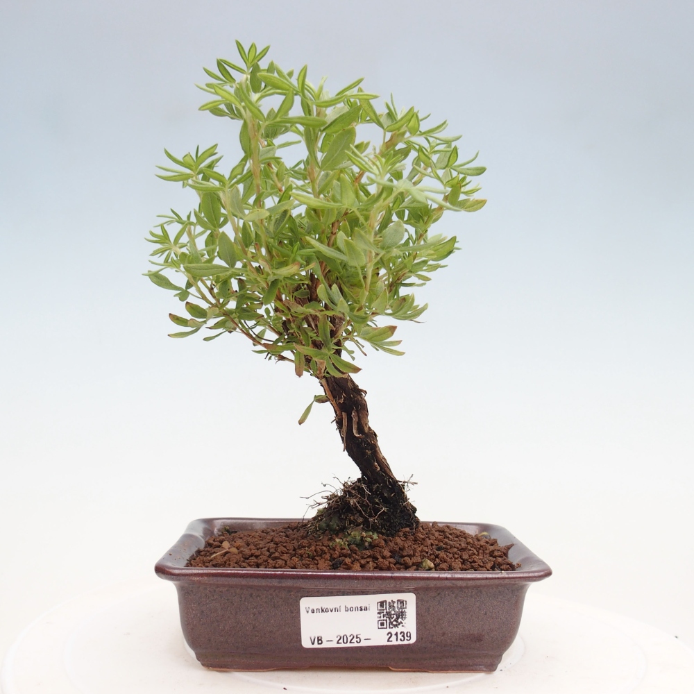 Outdoor bonsai-Cinquefoil - Potentila fruticosa yellow Bird