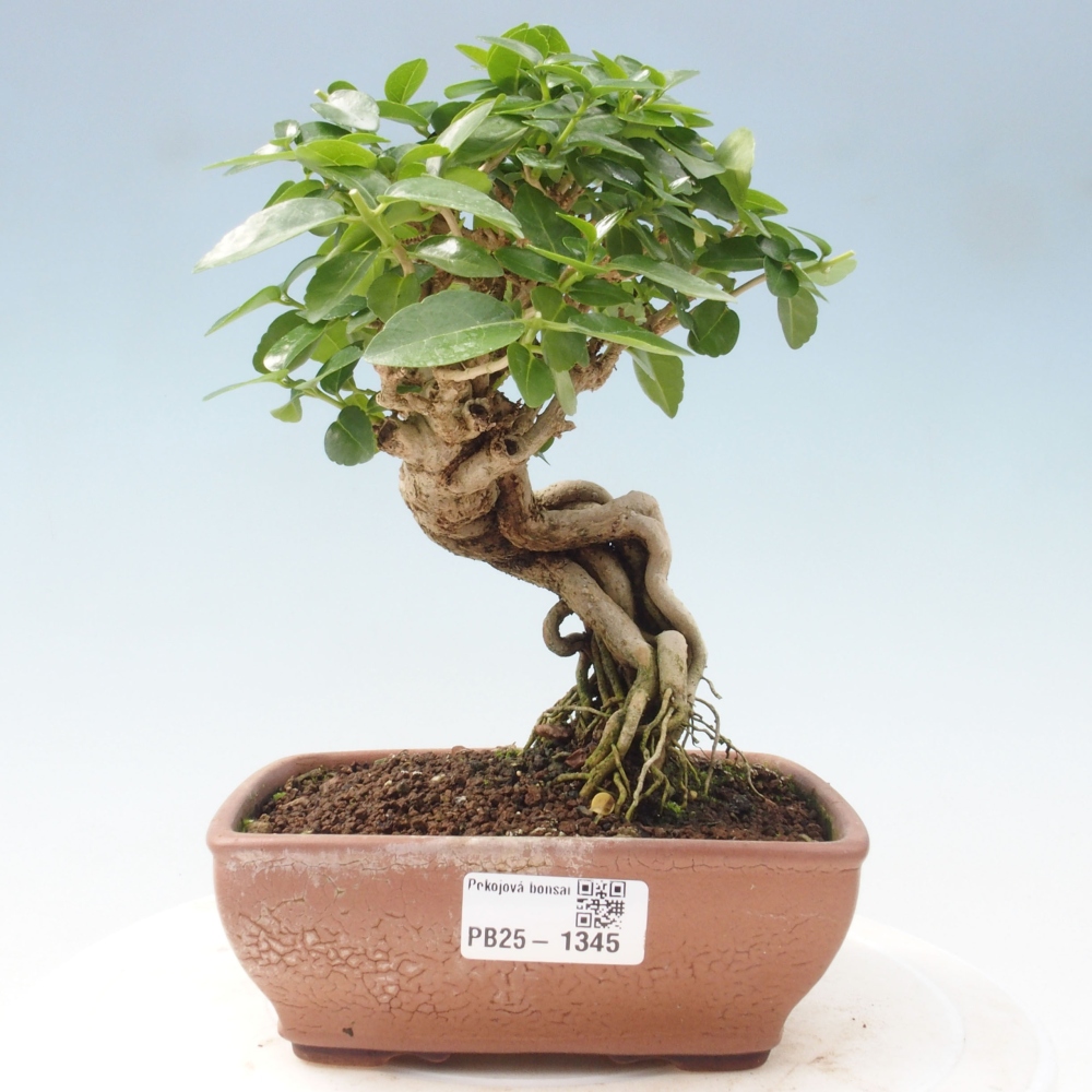 Indoor bonsai - Premna serratifolia - Kozlovon small-leaved