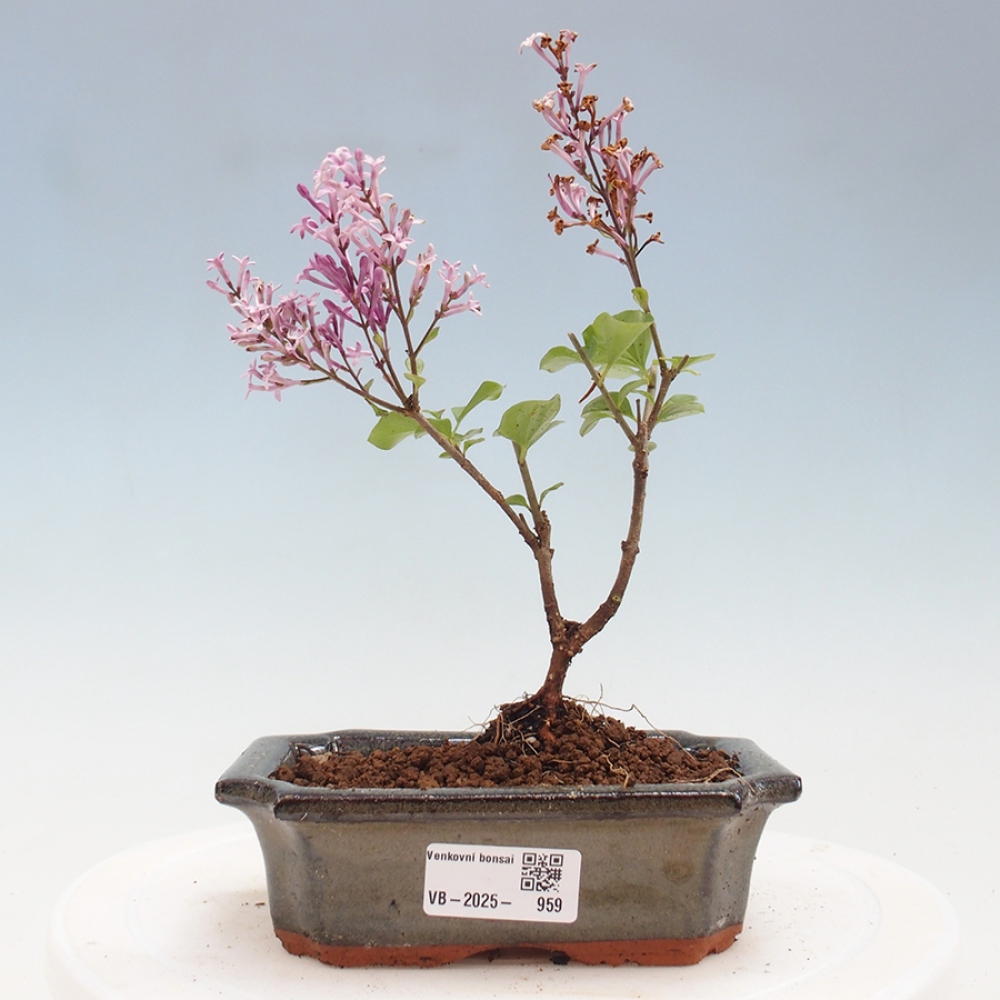 Outdoor bonsai - Syringa Meyeri Palibin - Meyer's Lilac