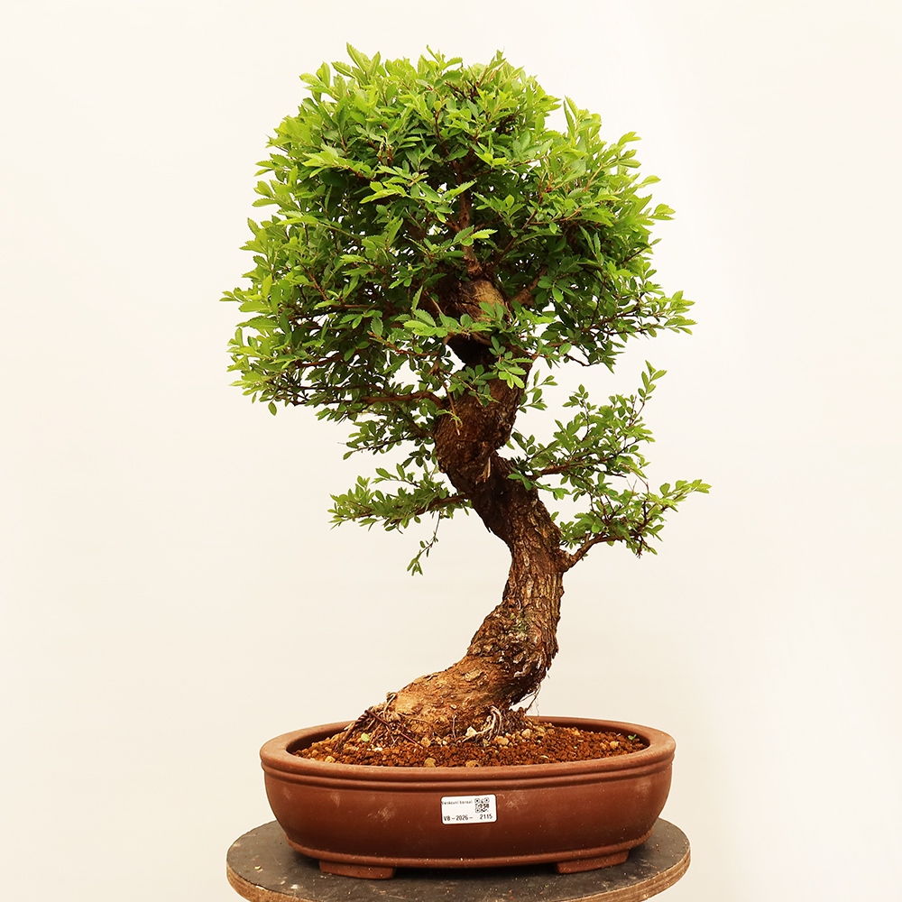 Outdoor bonsai - Zelkova - Zelkova NIRE