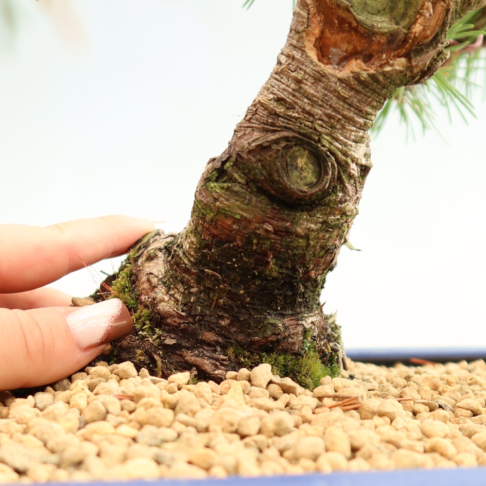 Outdoor Bonsai - Pinus mugo Humpy  - Mountain Pine
