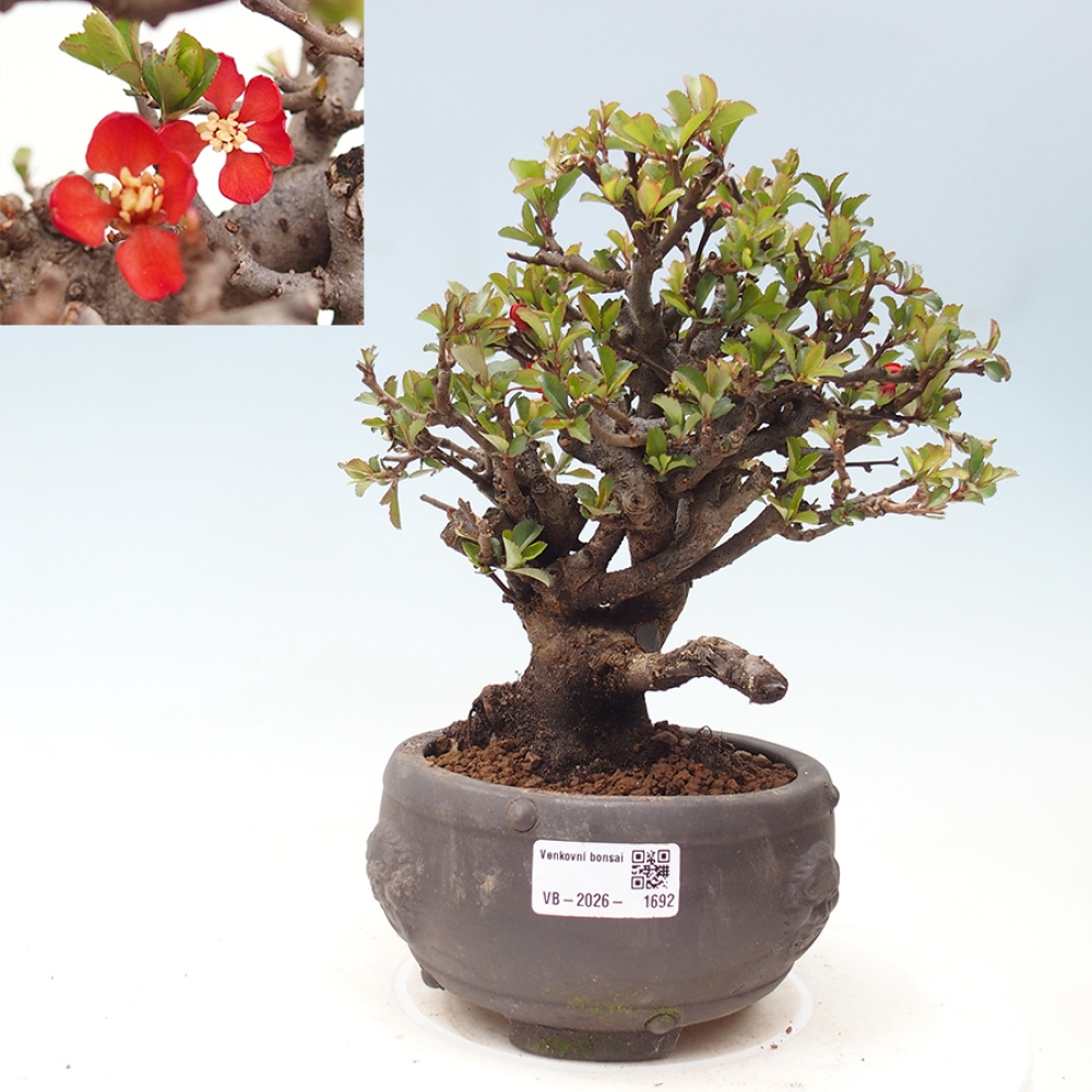 Outdoor bonsai - Chaneomeles speciosa - Quince