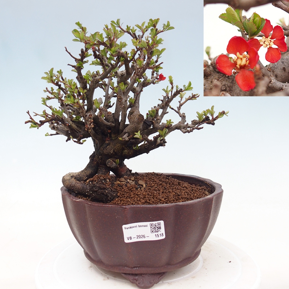 Outdoor bonsai - Chaneomeles speciosa - Quince