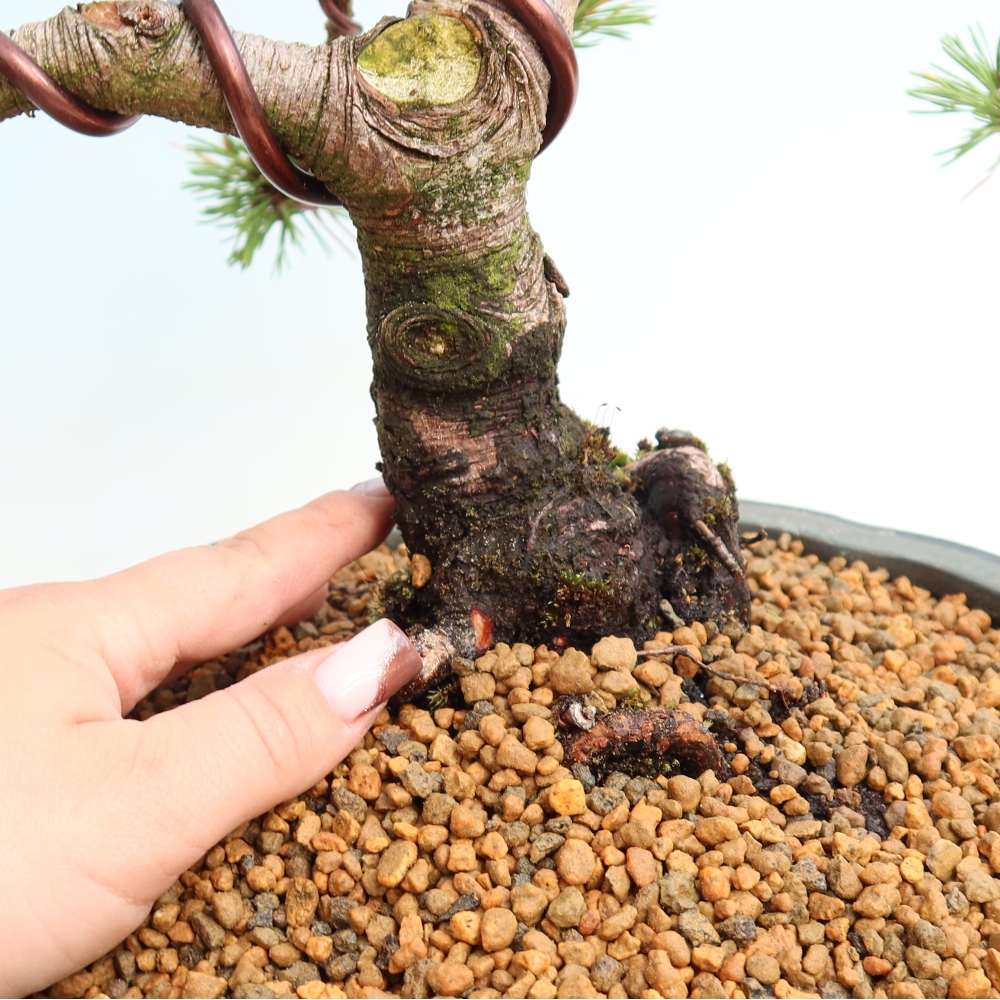Outdoor Bonsai - Pinus mugo Humpy  - Mountain Pine