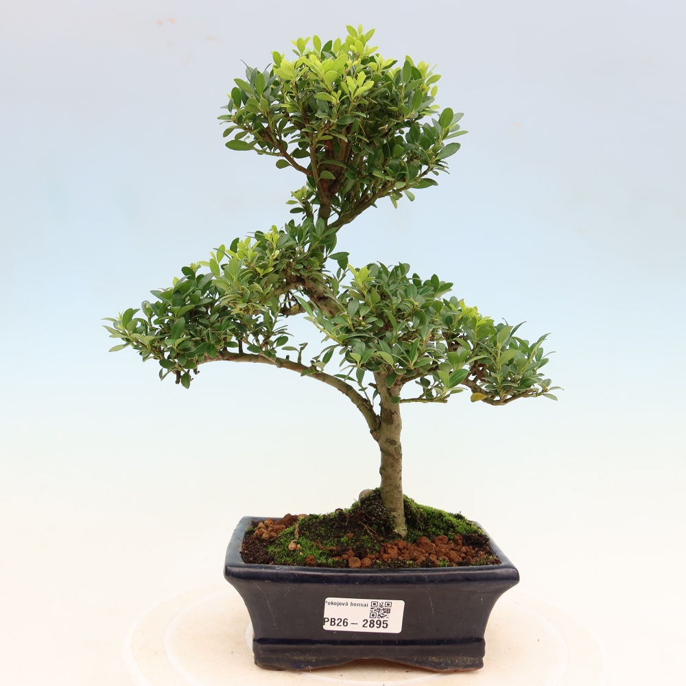 Room bonsai - Ilex crenata - Holly