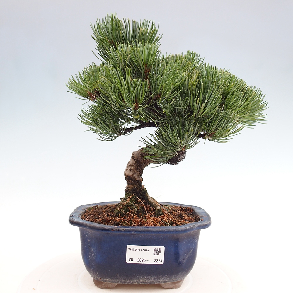 Outdoor bonsai - Pinus parviflora - Small pine tree