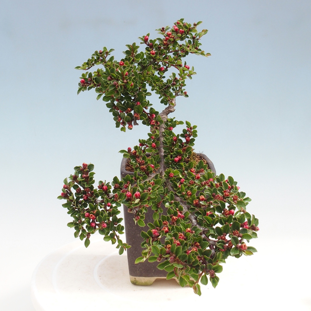 Outdoor bonsai - Cotoneaster horizontalis - Rock tree