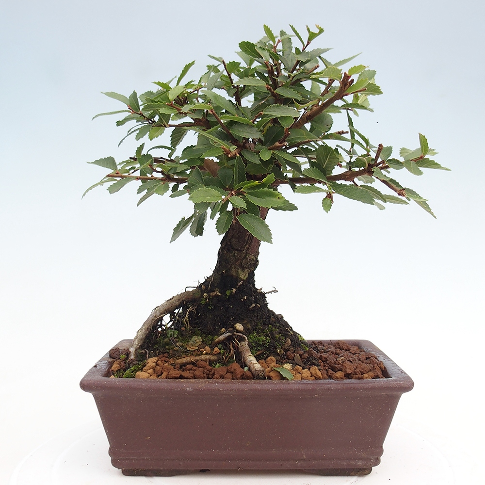 Outdoor bonsai - Zelkova - Zelkova NIRE