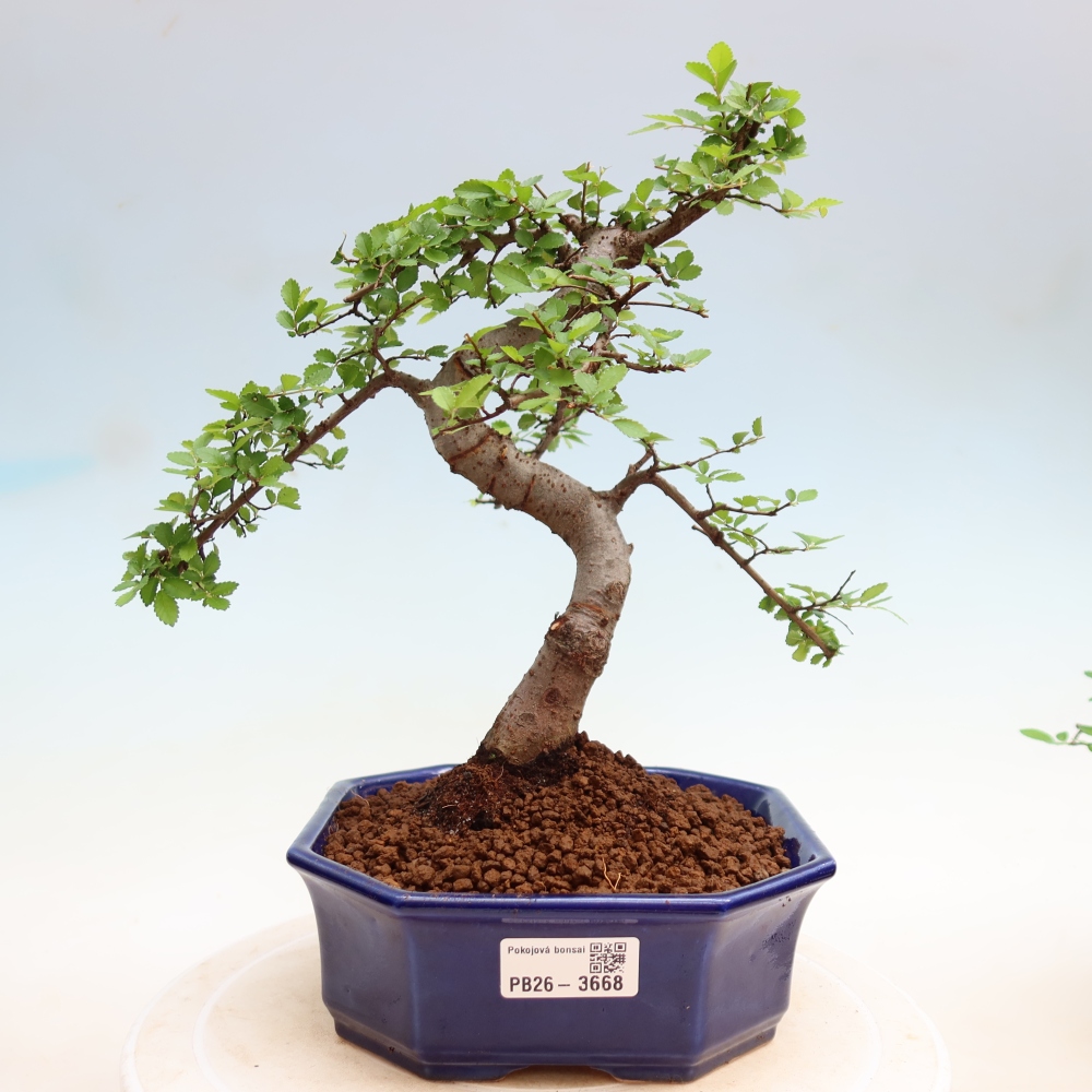 Room bonsai - Ulmus parvifolia - Small-leaved elm