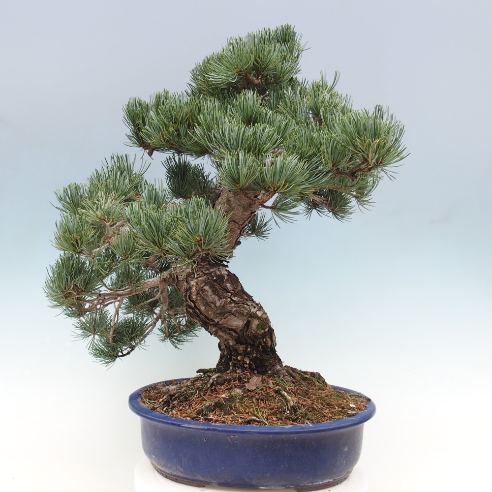 Outdoor bonsai - Pinus parviflora - Small pine tree