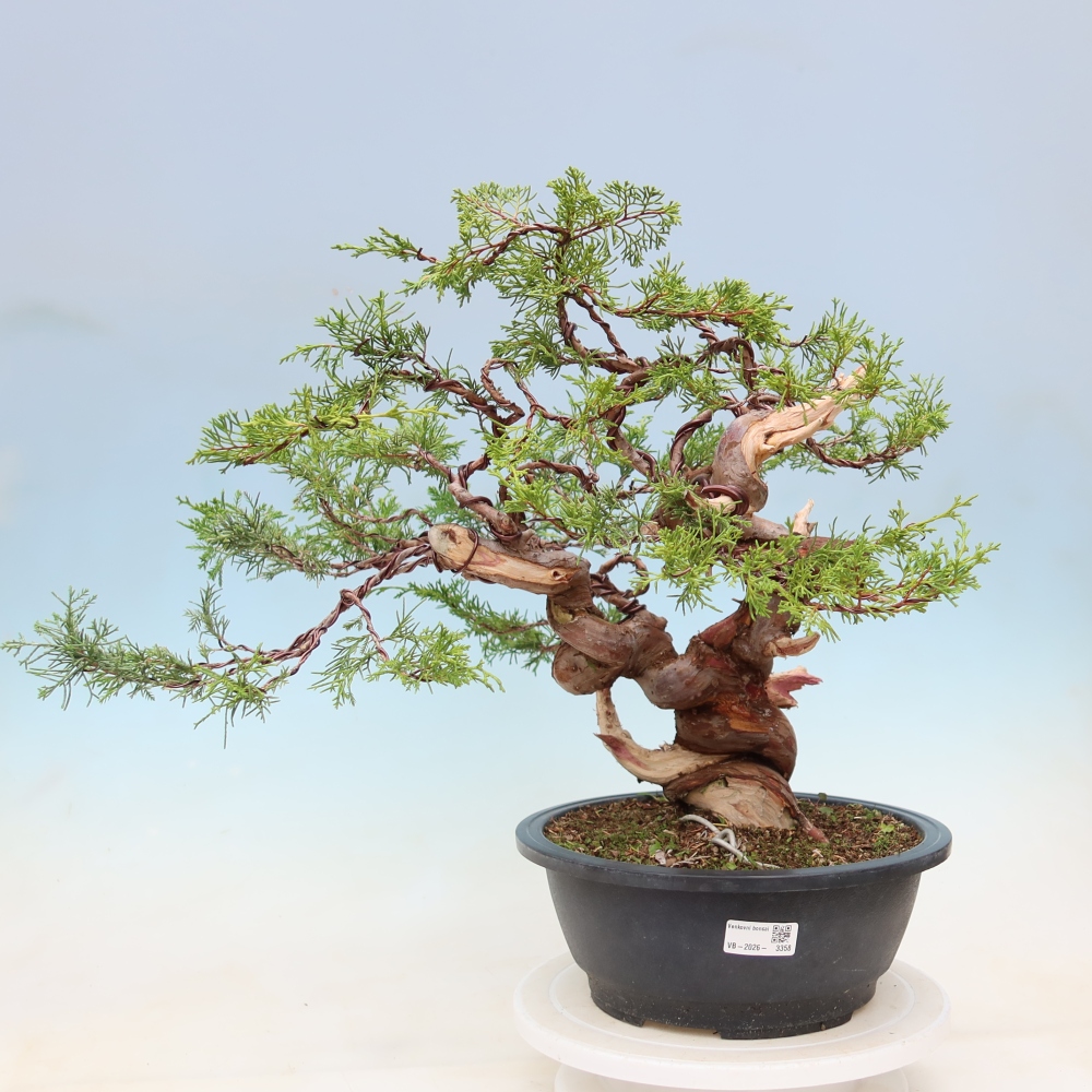 Outdoor Bonsai - Juniperus chinensis Itoigawa - Chinese Juniper
