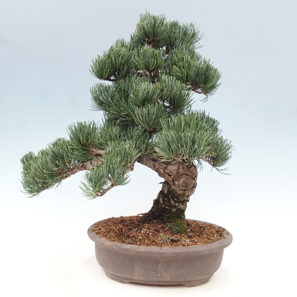 Outdoor bonsai - Pinus parviflora - Small pine tree
