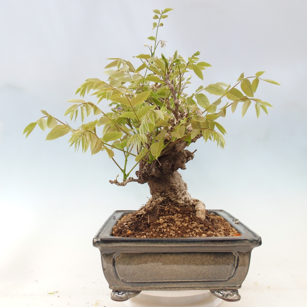 Outdoor bonsai - Wisteria floribunda
