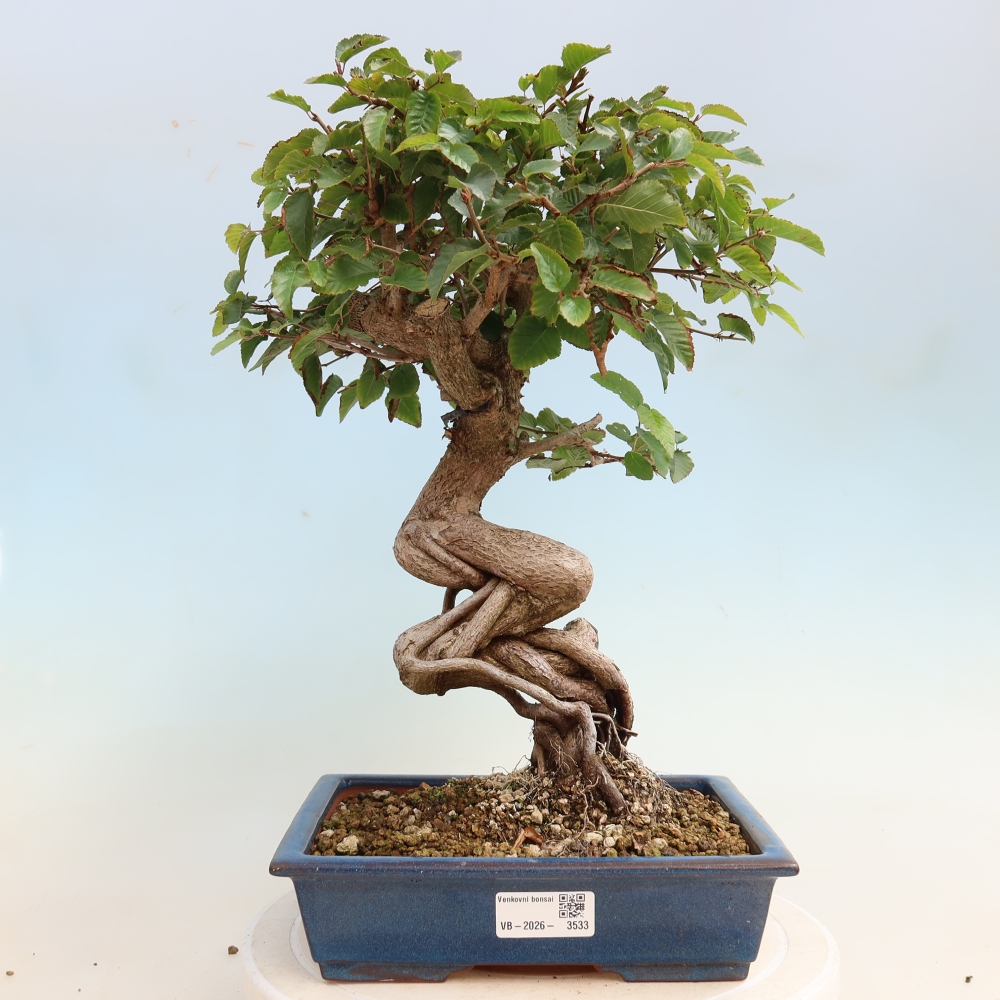 Outdoor bonsai -Carpinus CARPINOIDES - Korean Hornbeam