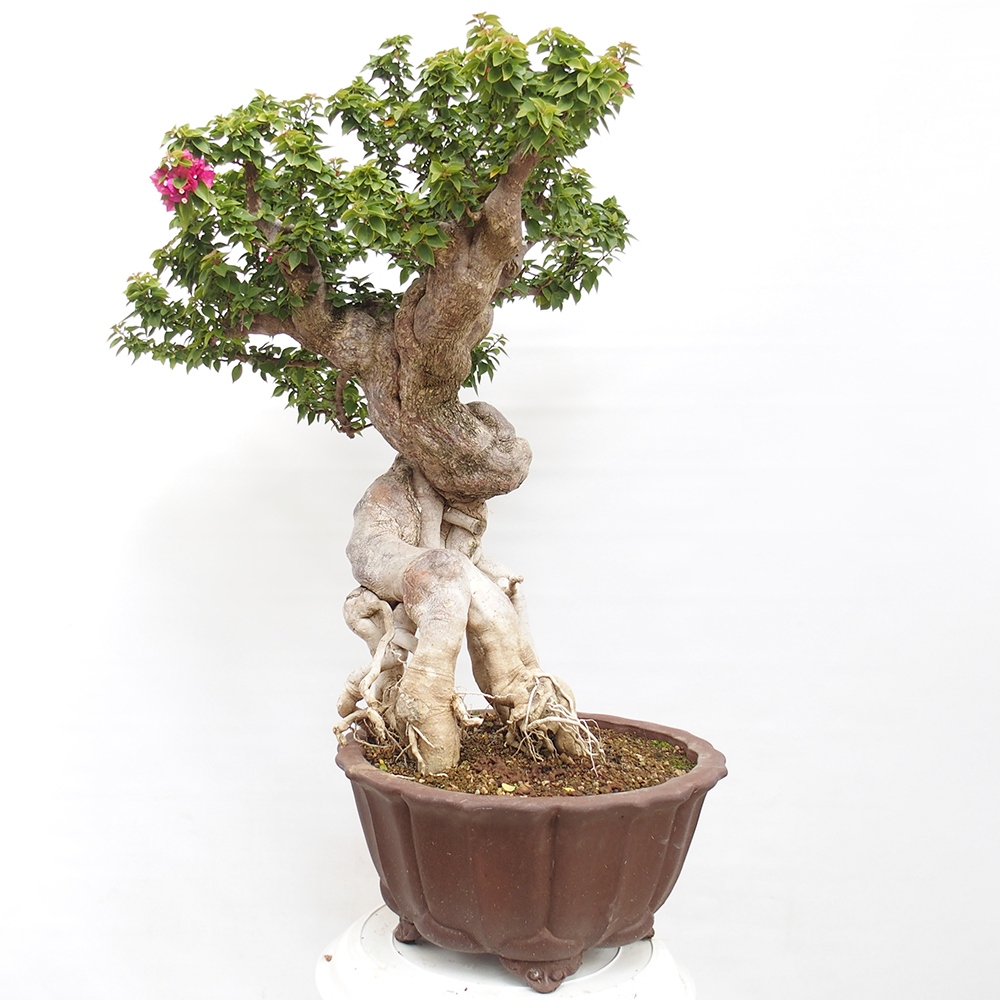 Indoor bonsai - Bouganwilea