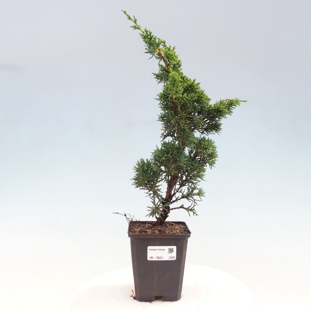 Outdoor bonsai - Juniperus chinensis Kishu - Chinese juniper