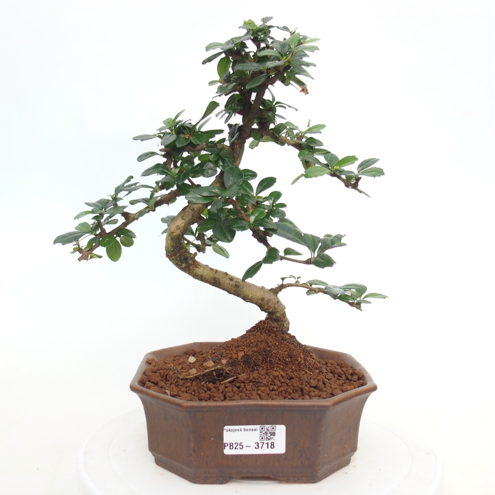 Room bonsai - Carmona macrophylla - Tea fuki