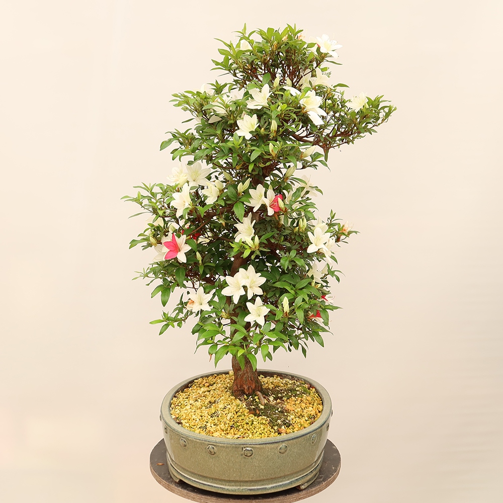 Outdoor bonsai - Japanese azalea - Azalea CHIHIRO