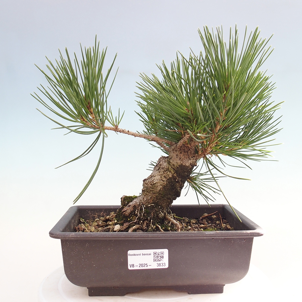 Outdoor bonsai - Pinus thunbergii - Thunberg pine