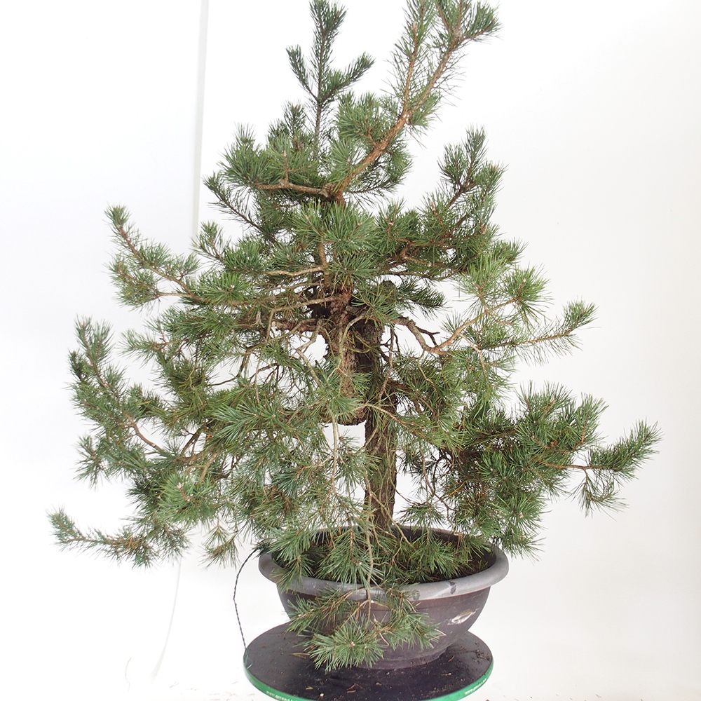 Yamadori - Pinus sylvestris Spain